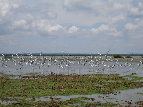 Bundala National Park